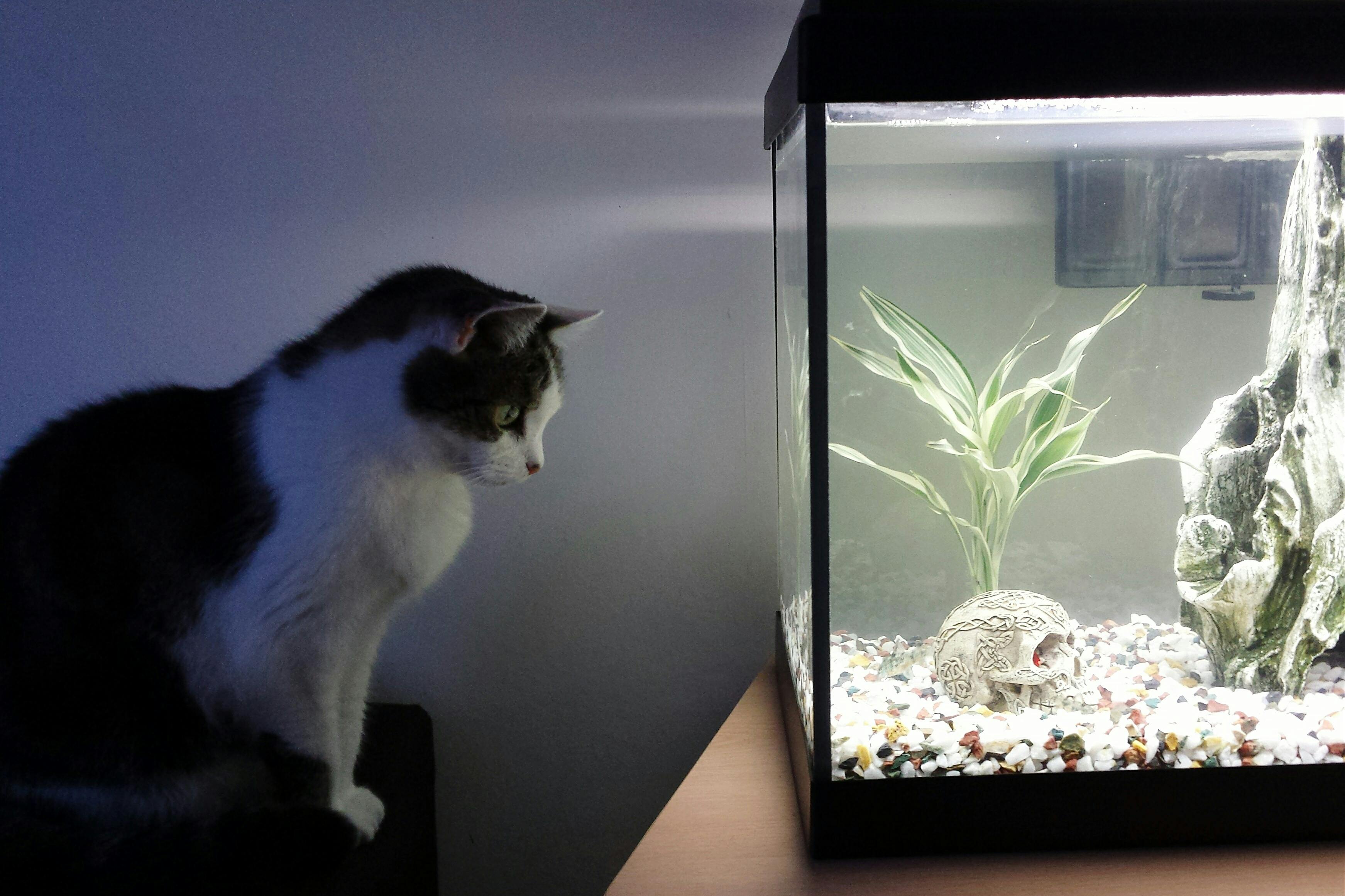 Best filtration store for freshwater aquarium